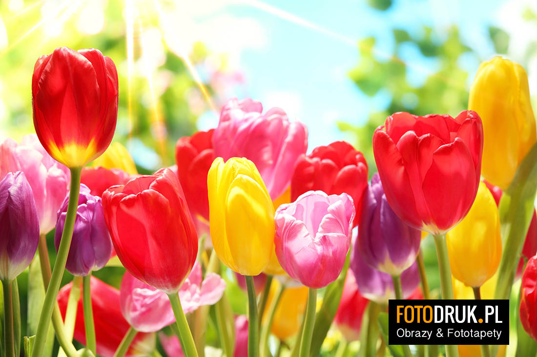 kwiaty tulipany obrazy