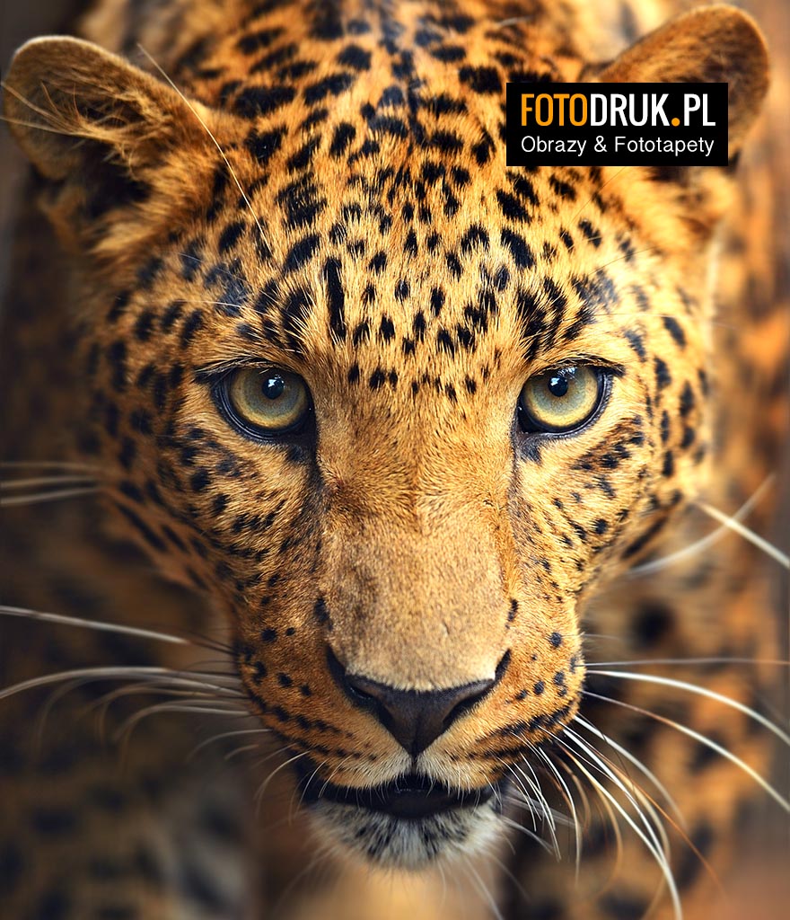 Leopard Lampart Pantera