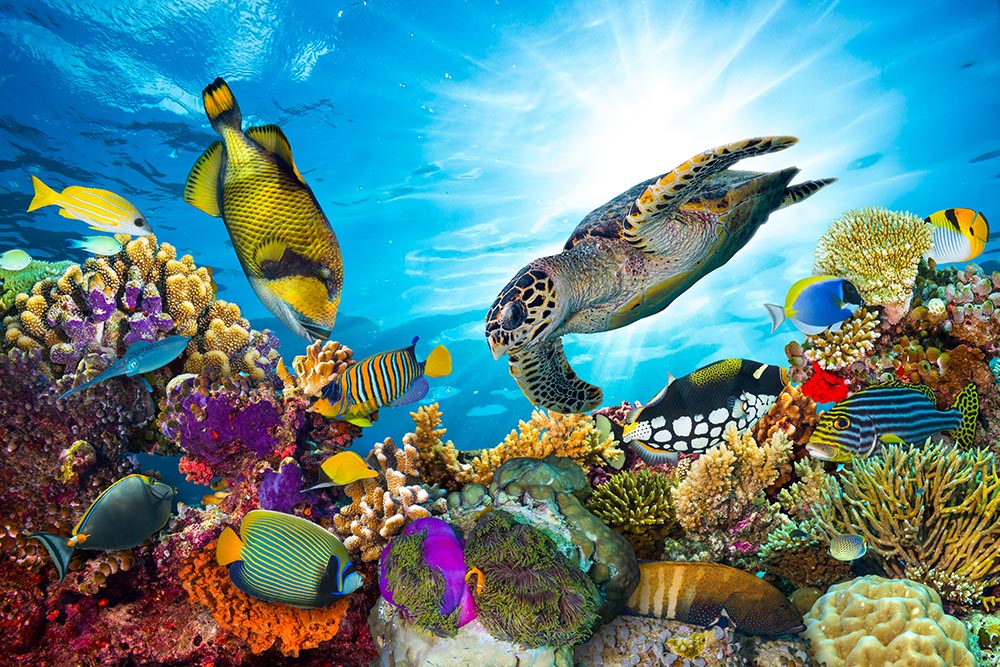 Fototapety do łazienki - kolorowa rafa koralowa